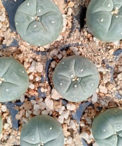 Alternative view of L.W variety Coahuila Cuatrocienegas 2.5 to 3cm diameter