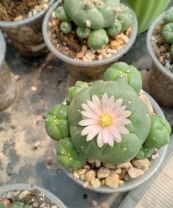Alternative view of L.W Caespitosa