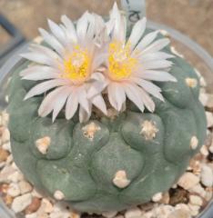 L.Diffusa koehresii San Fransisco