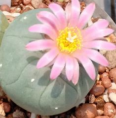 Alternative view of 3 L.Fricii cactus plants 3 to 4 cm diameter