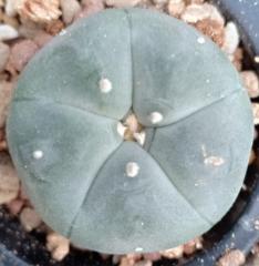 Alternative view of 3 L.W cactus plants 3 to 3.5 cm diameter