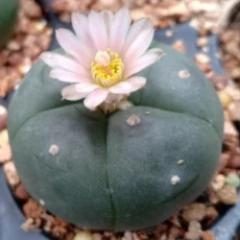 5 L.W cactus plants 3 to 3.5 cm diameter