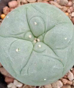 Alternative view of L.Diffusa cv Koike plant 3.5 to 4 cm diameter