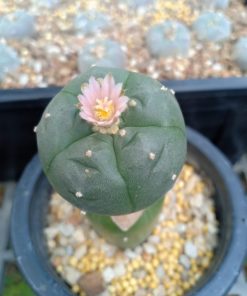 Alternative view of Myrtillocactus geometrizans craft stocks 10 to 15 cm high