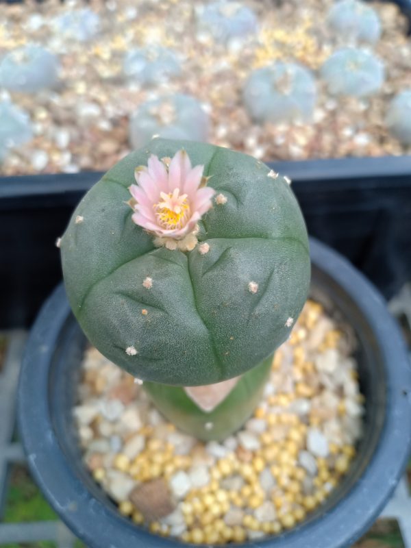 Myrtillocactus geometrizans craft stocks 10 to 15 cm high - Image 2