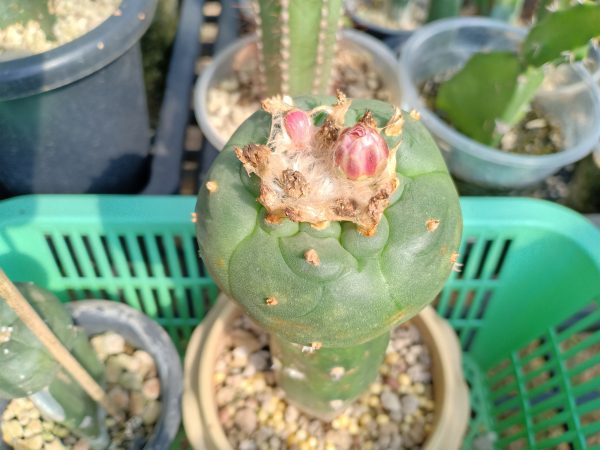 Harrisia Jusbertii craft stock for peyote 10 to 15 cm high - Image 3