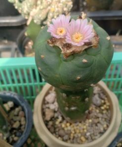 Alternative view of Harrisia Jusbertii craft stock for peyote 10 to 15 cm high