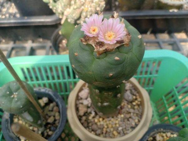 Harrisia Jusbertii craft stock for peyote 10 to 15 cm high - Image 2