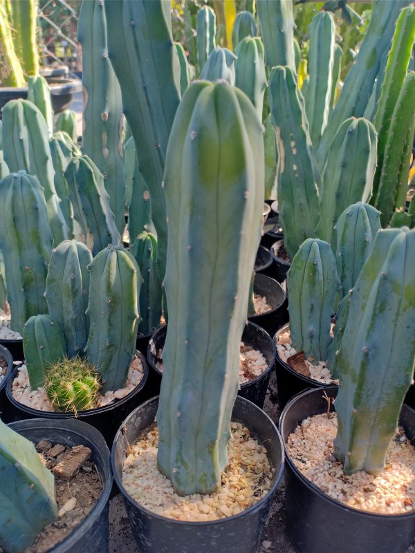 Myrtillocactus geometrizans craft stocks 10 to 15 cm high - Image 3