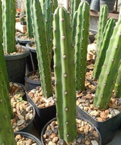 Harrisia Jusbertii craft stock for peyote 10 to 15 cm high