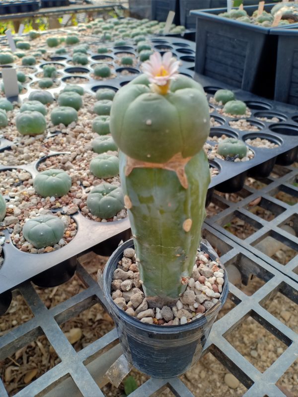 Myrtillocactus geometrizans craft stocks 10 to 15 cm high - Image 4