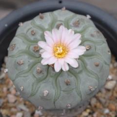 Alternative view of L.W variety Texensis