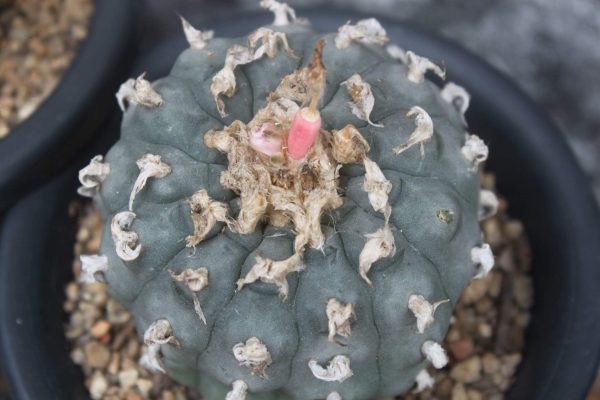 L.W variety Texensis - Image 3