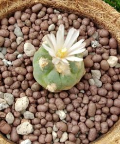 Alternative view of Lophophora Alberto Vojtechii, KSM 762 San Luis Potosi