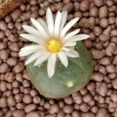 Lophophora Alberto Vojtechii, KSM 762 San Luis Potosi