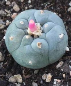 Alternative view of L.W variety Texensis 5 cm diameter