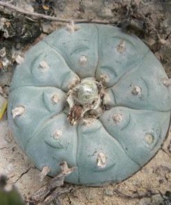 Alternative view of L.W variety Starr County SB 854
