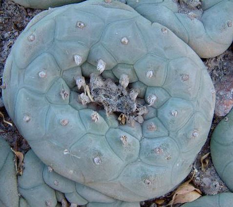 Lophophora Diffusa var. La Florida