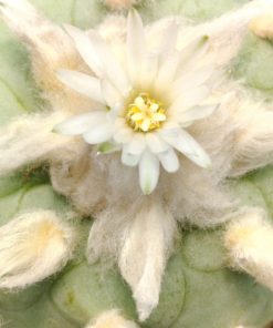 Alternative view of Lophophora Diffusa cv Koike