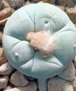 L. Fricii variety Super White