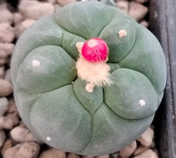 Lophophora Fricii cv Ooibo cactus plant 3 to 4 cm diameter