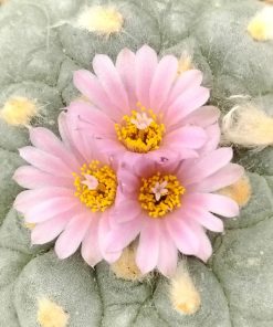 Alternative view of Lophophora Fricii cv Takenaka
