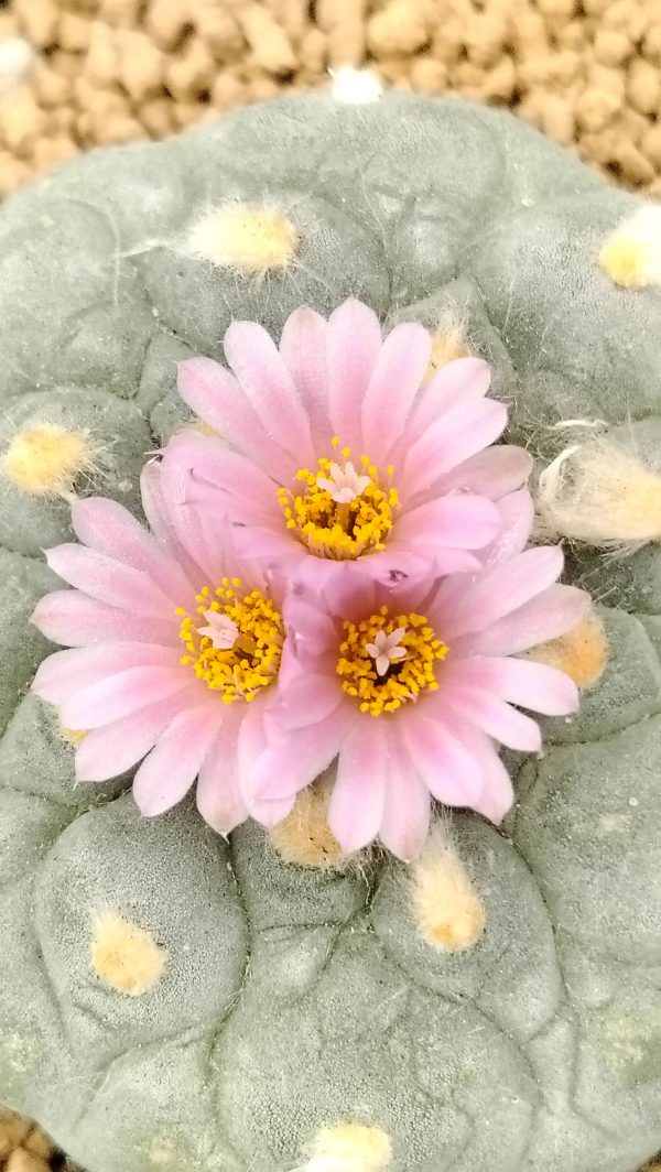 Lophophora Fricii cv Takenaka - Image 2