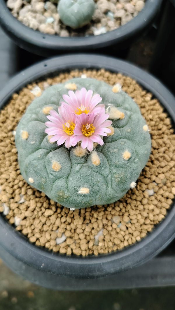 Lophophora Fricii cv Takenaka - Image 3