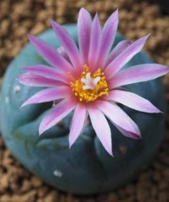Alternative view of L. Fricii variety Super White