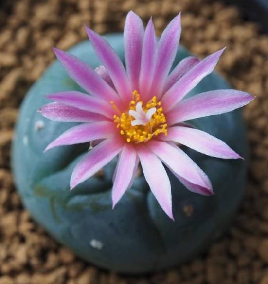 L. Fricii variety Super White - Image 2