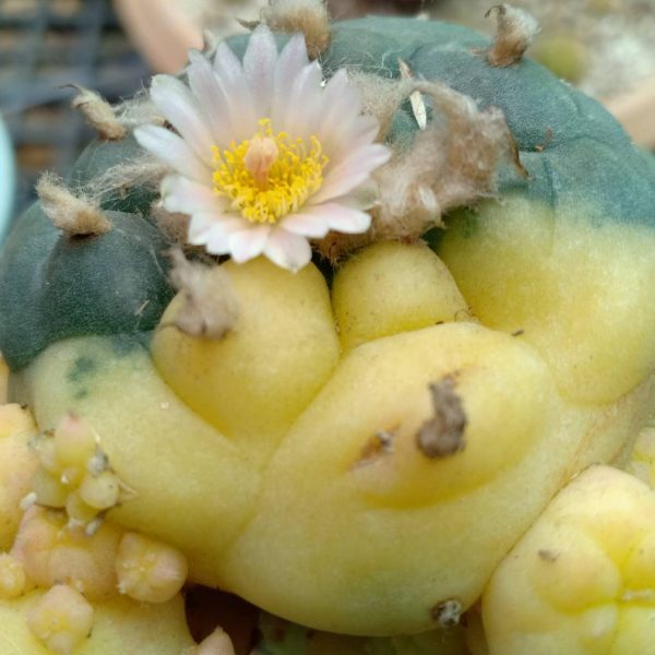 L.W Variegata mix