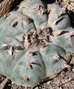 Lophophora Williamsii Coahuila variey La Casita