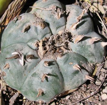Lophophora Williamsii Coahuila variey La Casita
