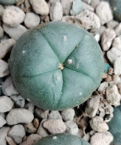 Lophophora Williamsii KKR 382 Ejido La Soledad to La Trinidad, Nuevo Leon cactus 2.5 to 3 cm diameter