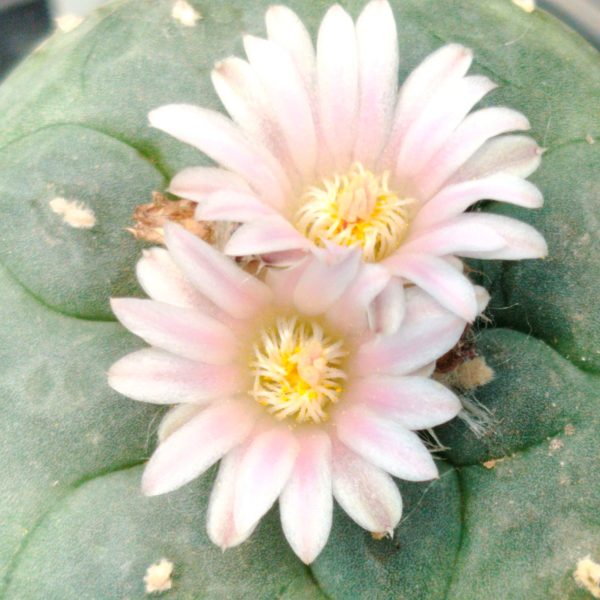 L.W variety Santa Lucia Chihuahua