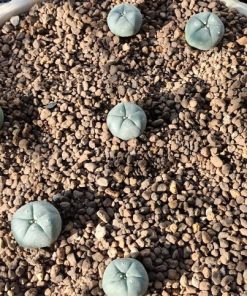 Alternative view of Lophophora Williamsii Texas County variety Big Bend cactus from 2.5-3cm diameters