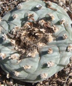 Alternative view of L.W variety La Paloma