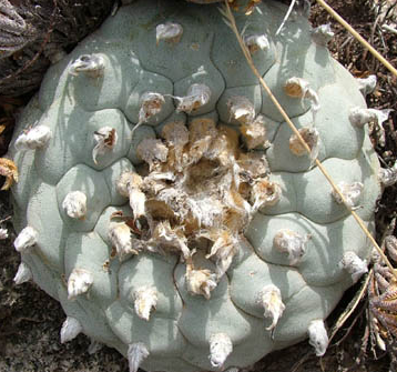 Lophophora Williamsii variety Coahuila Cuatrocienegas Kapelle