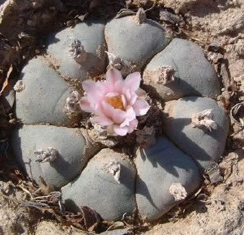 Lophophora Williamsii variety Coahuila Hipolito Mountain Form