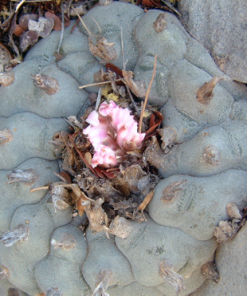 Lophophora Williamsii variety Icamole Nuevo Leon