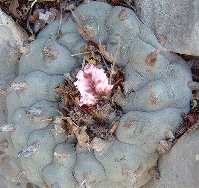 Lophophora Williamsii variety Icamole Nuevo Leon