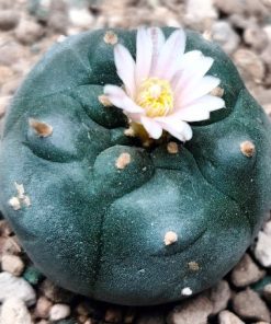 Alternative view of Lophophora Williamsii variety Mina Nuevo Leon