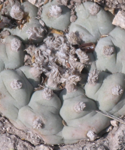 Lophophora Williamsii variety Monctezuma San Luis Potosí