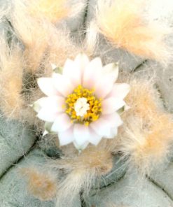 Alternative view of Lophophora Williamsii variety Ogata