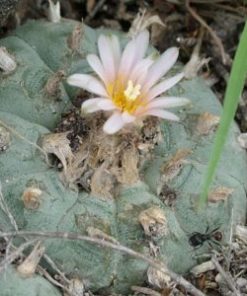 Alternative view of L.W variety Sandia El Grande