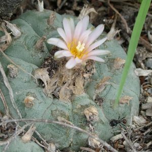 L.W variety Sandia El Grande