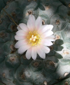 Lophophora Williamsii variety Tamaulipas Reynosa
