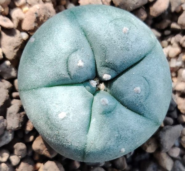 L.W variety Texas Rio Grande City cactus from 2.5 to 3cm diameters