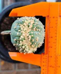 Alternative view of Lophophora variety mini Fricii Cristata Grafted on Hylocereus