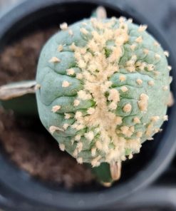Lophophora variety mini Fricii Cristata Grafted on Hylocereus